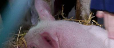 2017-San-martin-jaiak_D16