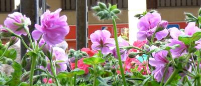 00_Puestos-de-flores-11