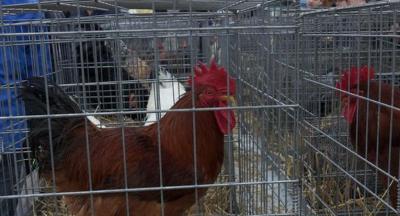 Animaliak_Santalutz 2018040