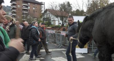 Animaliak_Santalutz 2018017