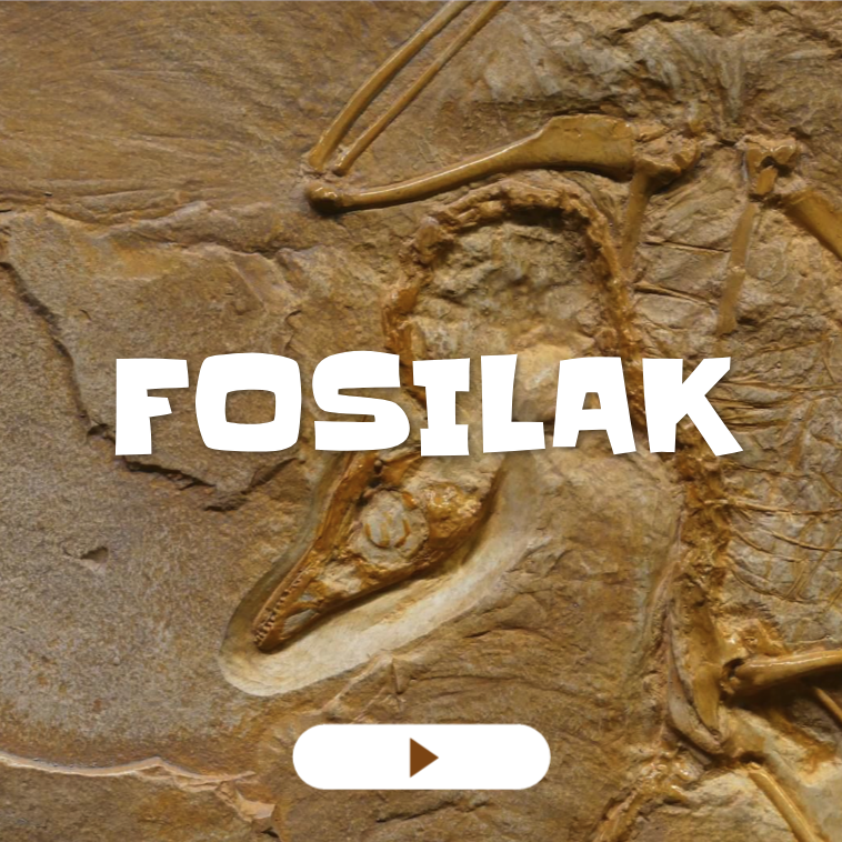 4. Fosilak