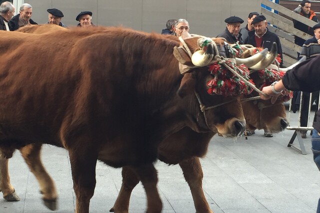 La feria especial de marzo ha sido suspendida